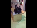 french bulldog　箱入り息子の後ろで...