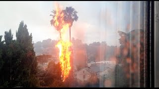 Los Angeles Palm Tree Lightning Fire