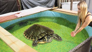 RESCUED BABY Turtle Gets His Dream HOME