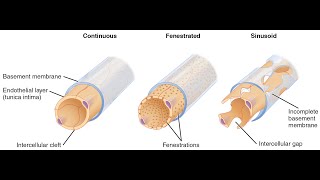 Types of Capillaries; Continuous, Fenestrated, Sinusoid Capillaries