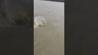 Redfish Tries Jump Right In Kayak  #fishing  #redfish