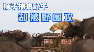 狮子想捕猎野牛，却反被野牛围攻，这是我见过最惨的狮子，太惨了