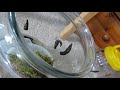 happy leeches in bedding. how to keep medical leeches in moss. Пиявици отглеждани в мъх