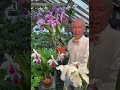 Three Color Forms of Cattleya warscewiczii