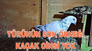 TÜRÜNÜN SON ÖRNEĞİ KAÇAK CİNSİ YOK  KAFASİ DÖNÜK 🤣