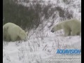 polar bear mother attacks male bear to protect cubs caught in the act