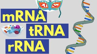 What are the DIFFERENT types of RNA? mRNA,tRNA,rRNA | selflessacademy