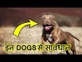 Top 10 Most Dangerous Dog Breeds In The World 2019 इन कुत्तों से सावधान