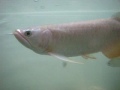 high back golden arowana scleropages formosus 高背金龙鱼