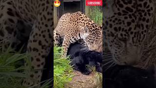 Black Panther \u0026  tiger  🐯 mating #shorts #viral #lion #viralshorts