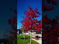 magical colors of fall beautiful tree with red leaves 🍁 beauty at its best the red tree🌲