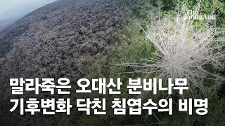 붉은 잎 보이면 죽을 운명…기후위기 닥친 오대산 숲 가보니