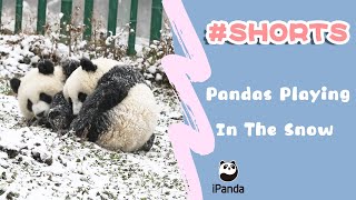 Pandas Playing In The Snow | iPanda #Shorts