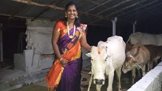 pongal celebration/தமிழர் பாரம்பரிய மாட்டு பொங்கல் திருநாள்