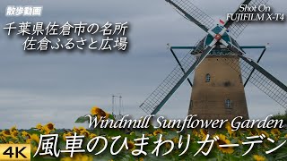 【ひまわり】佐倉ふるさと広場の風車のひまわりガーデンに今年も行ってきた Shot Windmill Sunflower Garden in Sakura City【X-T4/4K】