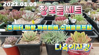 (다육이사랑2탄)명품창이 포함된 모듬세트/저렴이 모듬세트도/택배010 6301 7814(korean succulent plants)