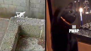 Cat Miraculously Saved from Ledge 🐶 🐱 Funny Animal Voiceovers 🦊 🐼