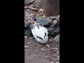 വീട്ടു മുറ്റത്ത് ഒരു താറാവ് കൃഷി tharavu valarthal malayalam duck farm in my house