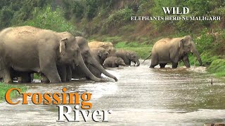 Numaligarh Wild Elephants Herd Crossing River