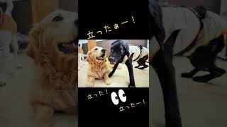 【感動動画】脳腫瘍の犬に起きる奇跡