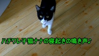 【子猫の鳴き声】ハチワレ猫ナナの寝起きの鳴き声がかわいい♪