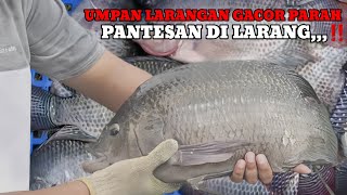 UMPAN TERGILA‼️UMPAN LARANGAN JANGAN DI PAKAI PASTI DI USIRR