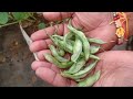 గార్డెన్ లో 6 రకాల ఆకుకూరలు కూరగాయలు organic vegetables harvest in terrace garden growfood intelugu