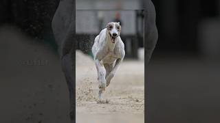 Top 10 Fastest Dog Breeds In the World 😱🔥 #shorts #top10 #dog