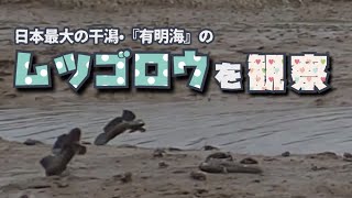 【生き物観察】国内最大の干潟『有明海』でムツゴロウを観察して来た！