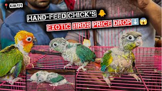 Exotic Birds Baby Sale 🔥 | Sun Conure Pineapple Conure Cocktail Babies | Galiff Street Birds Market