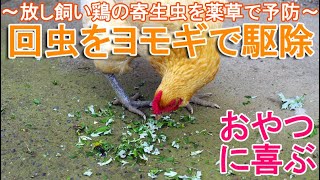 鶏回虫をヨモギで駆除～放し飼いニワトリの胃腸に潜む寄生虫を薬草で定期的に予防～