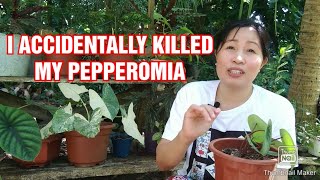 Avoid Committing This Mistake So as Not to Kill Your Watermelon Pepperomia
