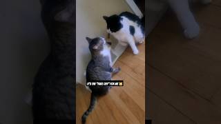 Cat fight 😹 #cats #gatos #catfight #felines #shorts