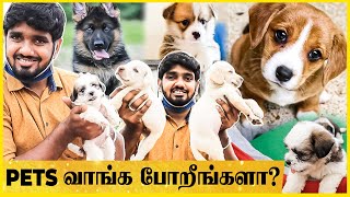 குறைந்த விலை நாய்க்குட்டிகள் வாங்க! Best Time இதான்! Lockdown -ஆல் ஏறிய Pets விலை குறைய போகுது..