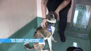 The Buzz: "My Furry Valentine" PWC Animal Shelter Event