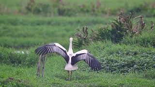 東方白鸛 Oriental White Stork 遊戲篇