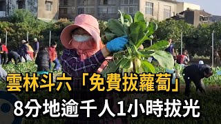 雲林斗六免費拔蘿蔔   8分地逾千人1小時拔光－民視新聞