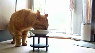 Kuroshio cats：野良猫健太郎 速断ストーブに白菜のスープ　心から温まってる