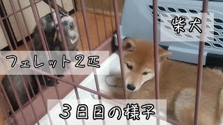 フェレット２匹がいる家に柴犬が来て３日目の様子