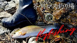 2023年の初釣りは芥川マス釣り場～爆釣Flyfishing at management fishing spot