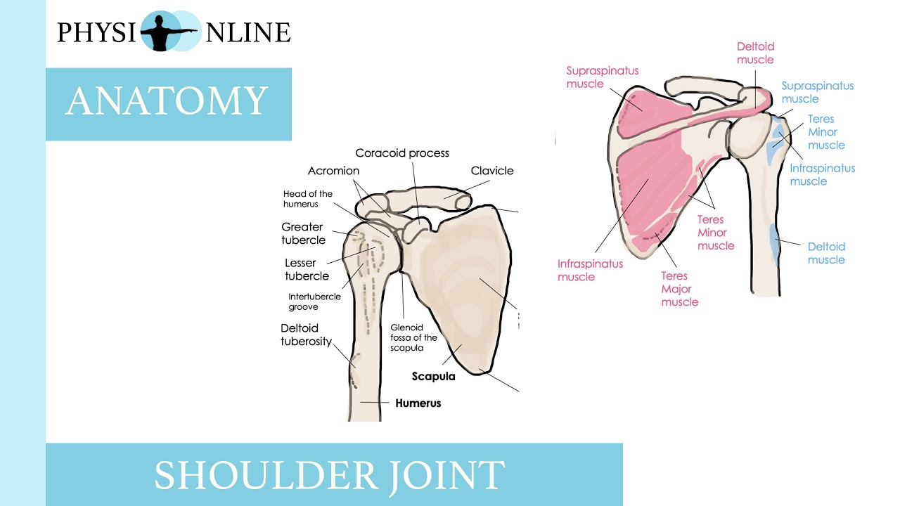 General Shoulder Anatomy Bones Muscles Youtube