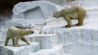 バフィンとモモ　最終展示日 5 　寝室収容まで　2016/6/11　天王寺動物園　ホッキョクグマ