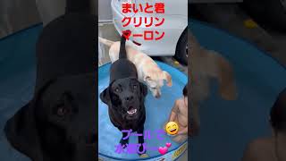 まいと君、クリリン、マーロンがプールで水遊び～💕