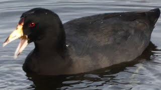 American coot bird diving / swimming | call sound