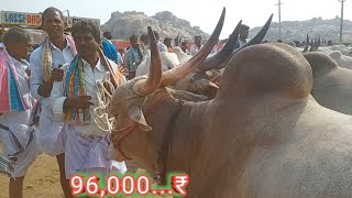 Super colour mixing khilari bull's || indian farming bull's || adoni bull's market ||......