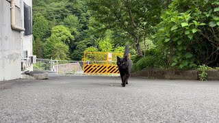 坂道で追いかけてくる黒ねこちゃん　No.６５４　２０２４年　５月２２日　１７：００　のくろねこちゃん　black cat