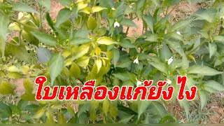 พริกใบเหลืองแก้ยังไง#เกษตรพอเพียง #เกษตรอินทรีย์ #เกษตรยุคใหม่ #พริกสด #พริกใบเหลือง