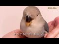 【必死！初めてのお迎え💦】コザクラインコ飼育vlog1周年記念『雛お迎え編』