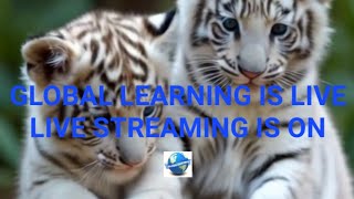 Adorable White Tiger Cubs are Playing with a Football #whitetigercubs #asmr#amazinganimalsvideos