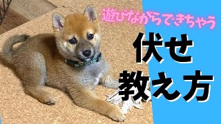 【必見】豆柴大吉＃２１０『伏せの教え方♪仔犬でも遊びながら出来るようになっちゃう方法をご紹介♪』